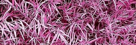 Jose L Rivera pornstar high quality pics