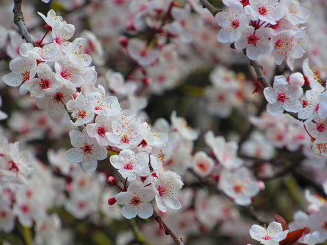 Ruhe Eva star hd images