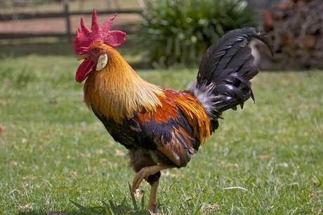 Rosa Valera porn star picture