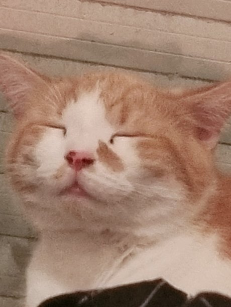 Safir Babe best pornstar image