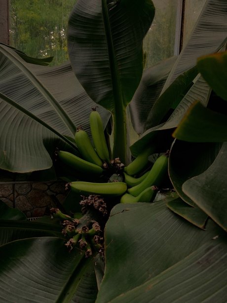 G R E E N_ hd actress pics