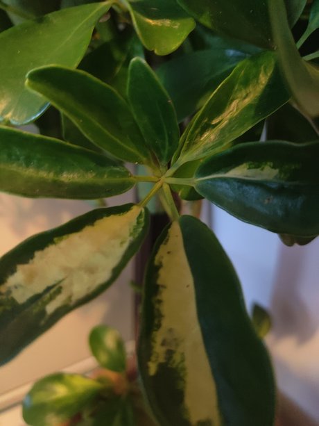 s1utty Shrubbery pretty star gallery