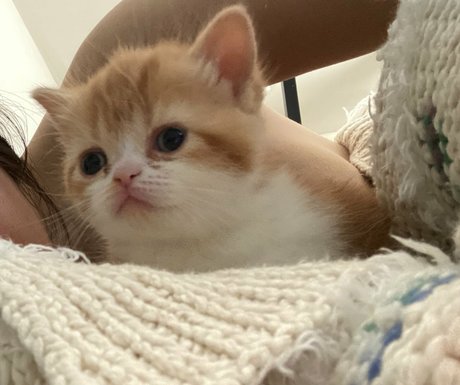 Aria Saki pornographic model photos