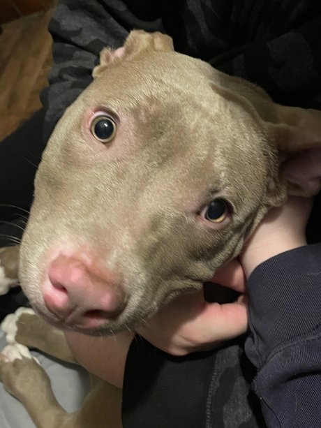 Sarebal model hot images