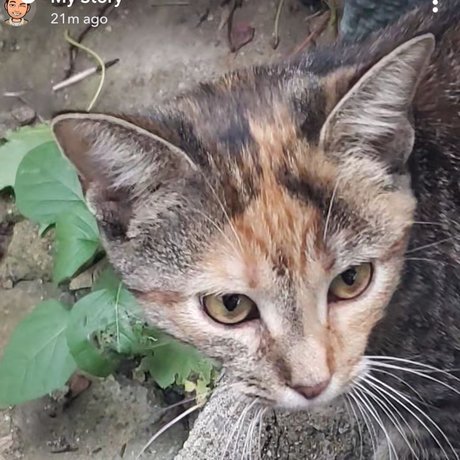 Save The Kitty_ model images