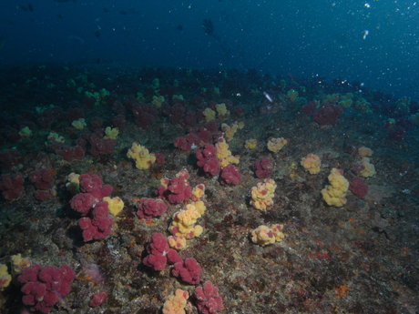 Anders art pornstar pictures