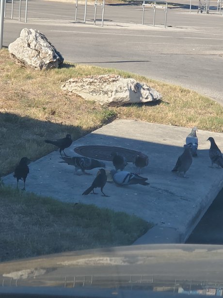 Thiccatxcub pretty star img