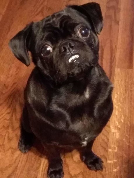 Pug n Company perfect actress photo