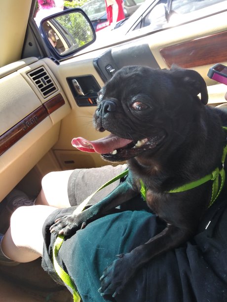 Pug n Company perfect pornstar archive