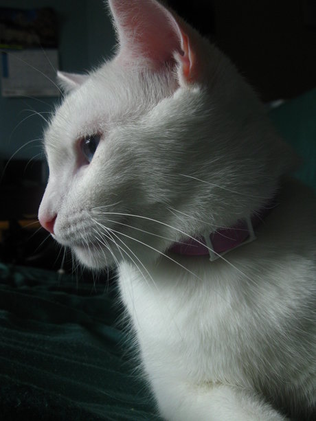 Tsuki porn actress picture