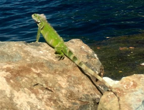 u9925087 beautiful pornstar img