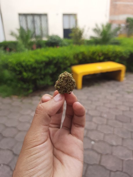 Mala Fama pornstar best image