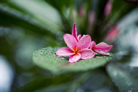 Zippy Lomax porn star archive