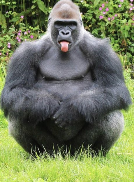 Pussy Pal AL model porn pictures