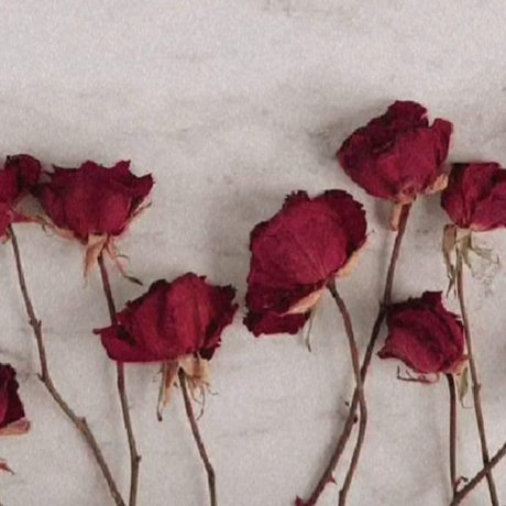 perfektermond adult star archive