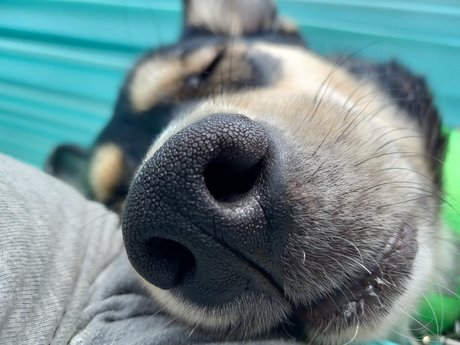 Sydney Schaub best model gallery