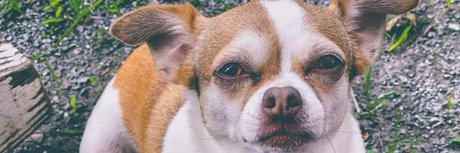 Foxy Goddess model beautiful galleries