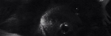 PaT D_ pornstar hd img