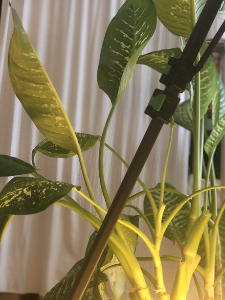 Nymphalia Lucia model nudes photo