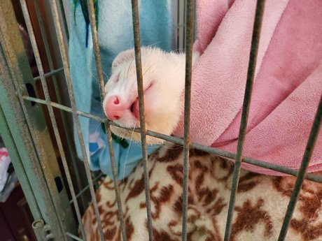 Ferret Fuzz Butts porn actress img