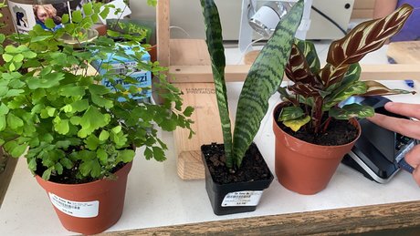 Caddy Rogers star sexy galleries