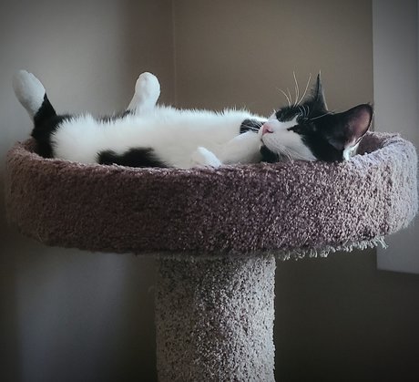 Oreo Cookie pornstar naked pictures