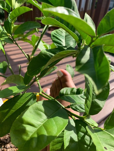 Lyn Red sexy model archive