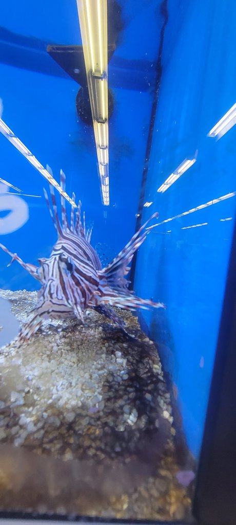 Contractor star high quality photo