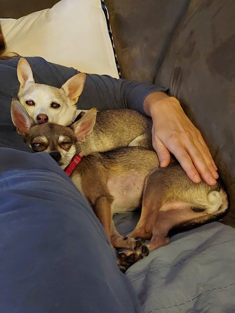 Pica amp amp Kelly model images