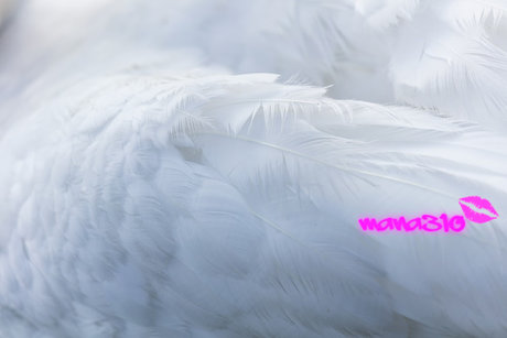 mana310 pornstar top photo