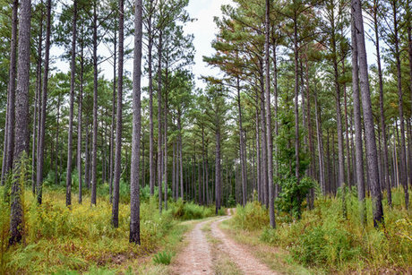 GaCub_ model hot photo