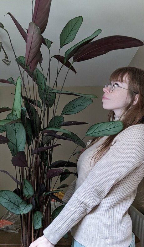 Bat Maisie nice star archive