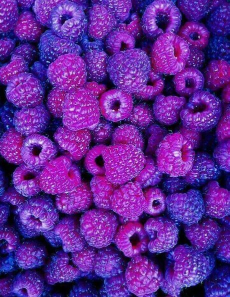 Laia xoxo star pornographic pic