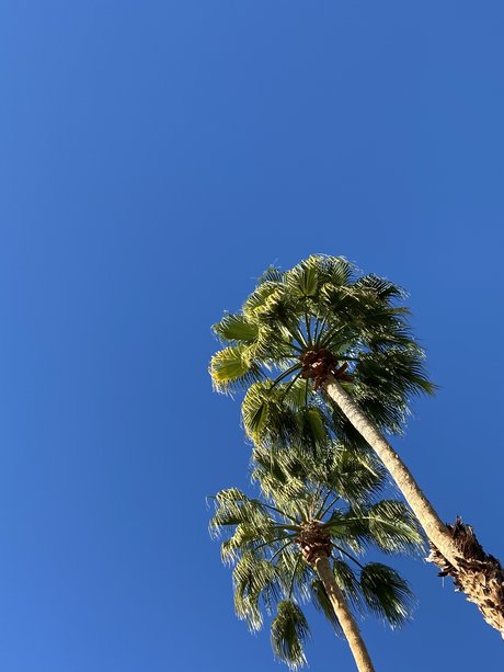 Tommy Cangiamila pornstar perfect pics