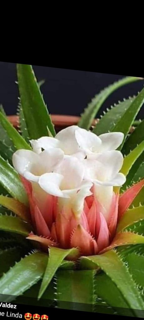 Picantica2 art model image