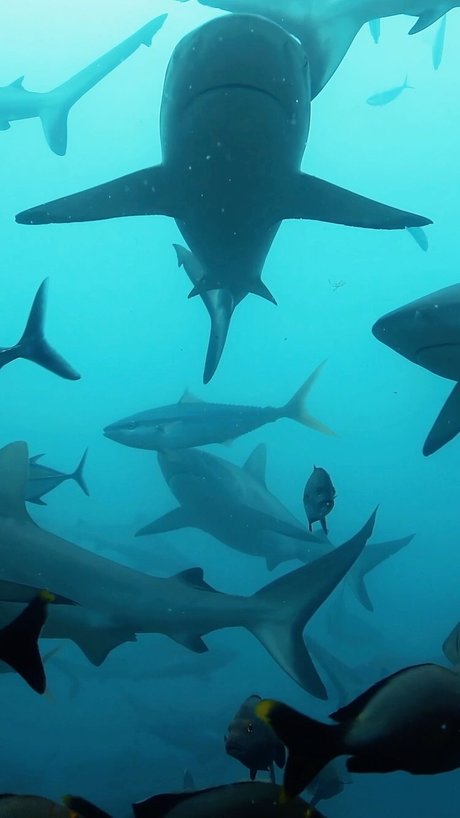 short n sweet pretty model img