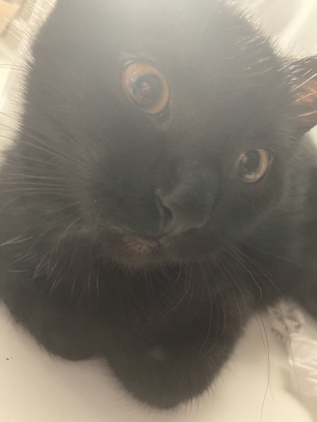 Selene Night free pornstar galleries