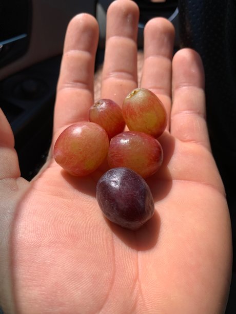 Stumbling Sailor high quality pornstar pictures