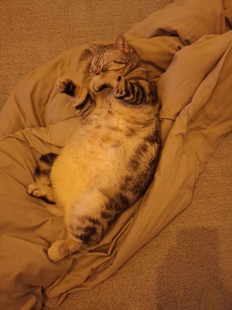 Ukrainian Cat Luchik high quality star gallery