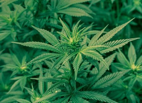 Whole Lotta Babee star art picture