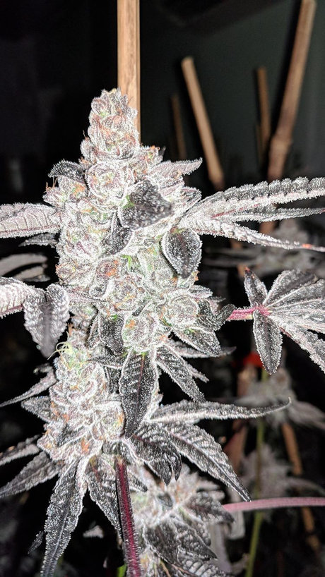 TreThePlug adult model pic