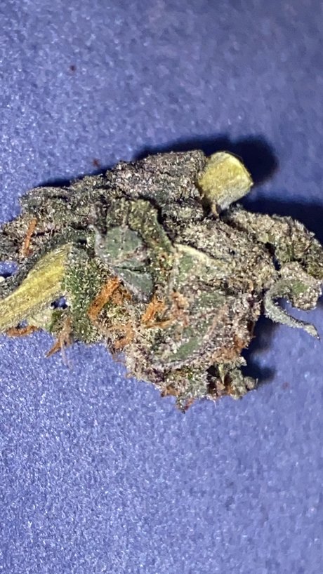 Memento Mori nude actress pictures