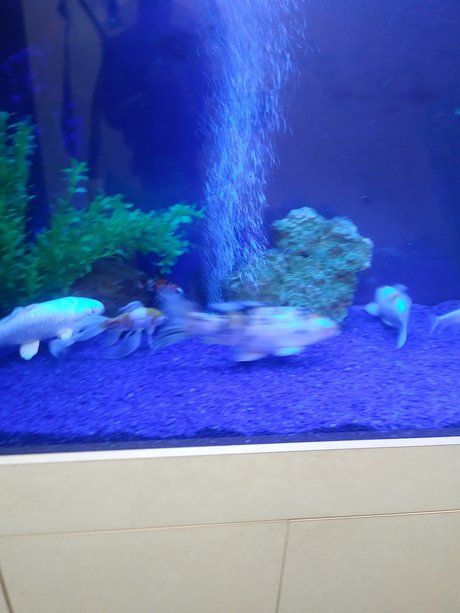 LonGdick free pornstar images