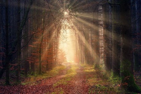 Mask Fynn hot star img