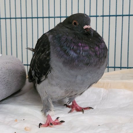 OnlyCoos star exclusive pic