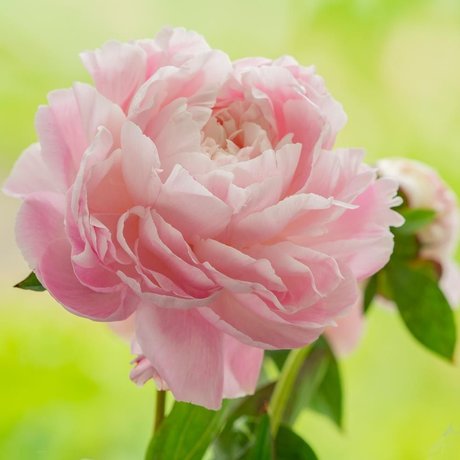 Penny Richards erotic model images