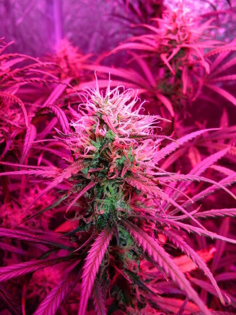 ThickEBickE pornstar art archive