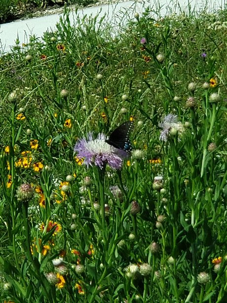 Jo Brite pretty model pics