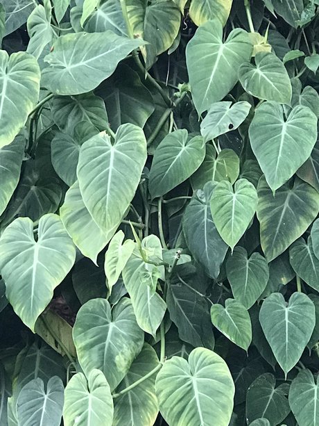 Tiger Scott art pornstar photos