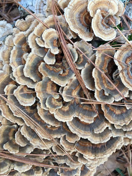 Too Many Potatos top pornstar photos